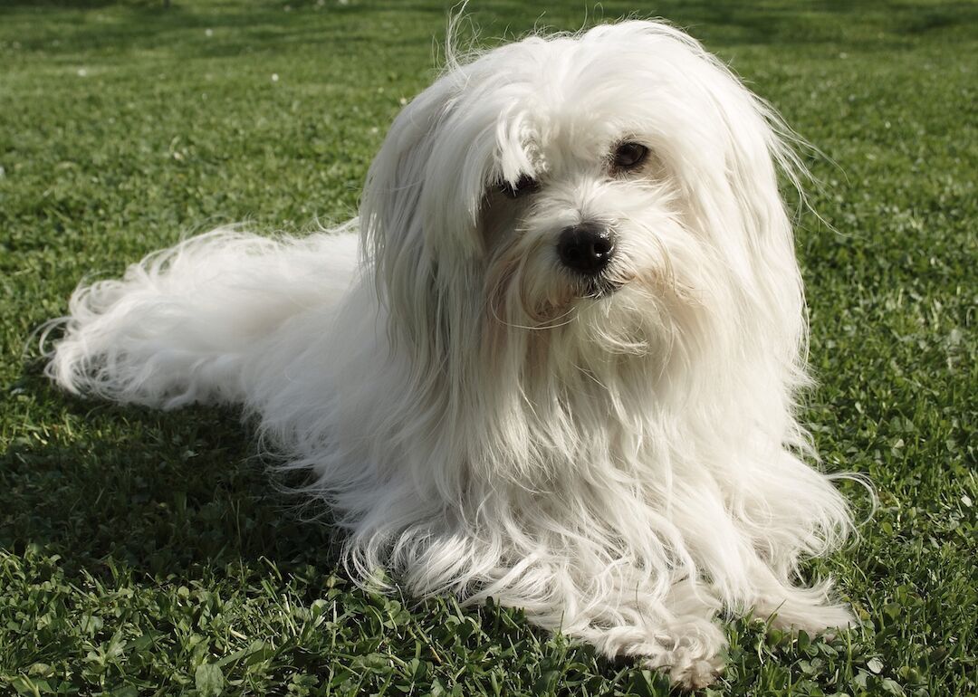 #21. Coton de Tulear